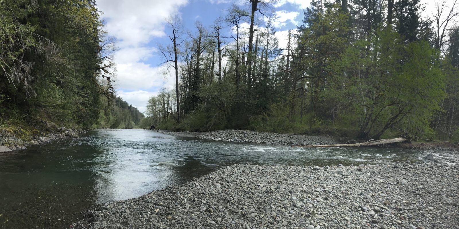 Endings and Beginnings on the Lower South Fork Skokomish River Trail